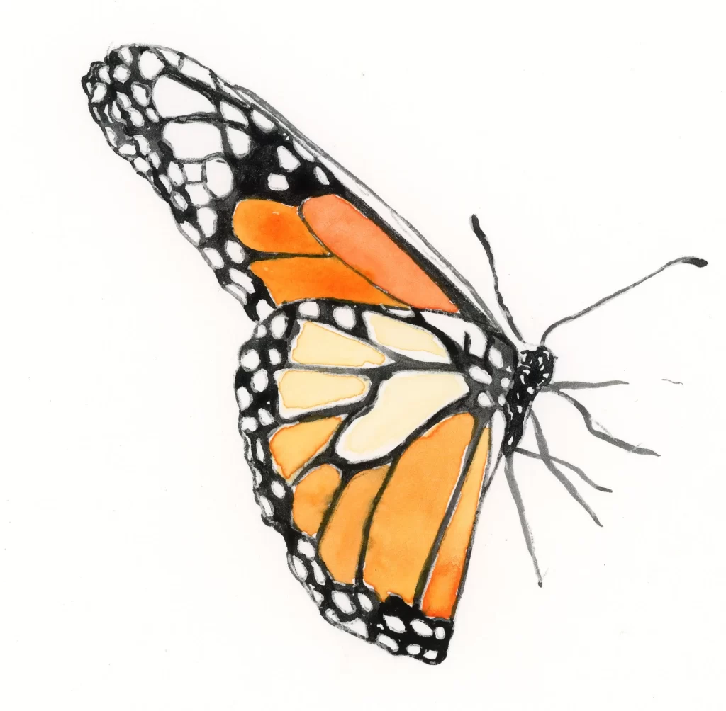 Monarch butterfly original artwork by Nicole Cullum of Color Caravan